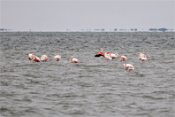 Phoenicopterus roseus